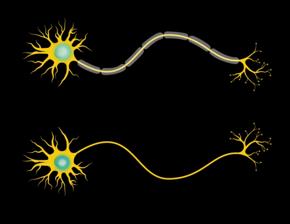 Neuron-Animation_595px-wide